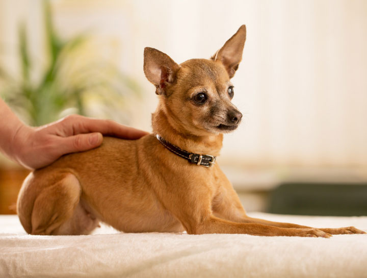 Pet Reiki