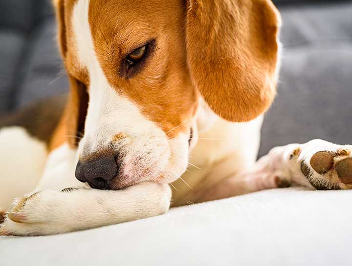 5 Best Treatments For Your Pet’s Allergies