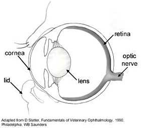 Cranial Eyelid Disease