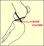 Cranial Cruciate Disease