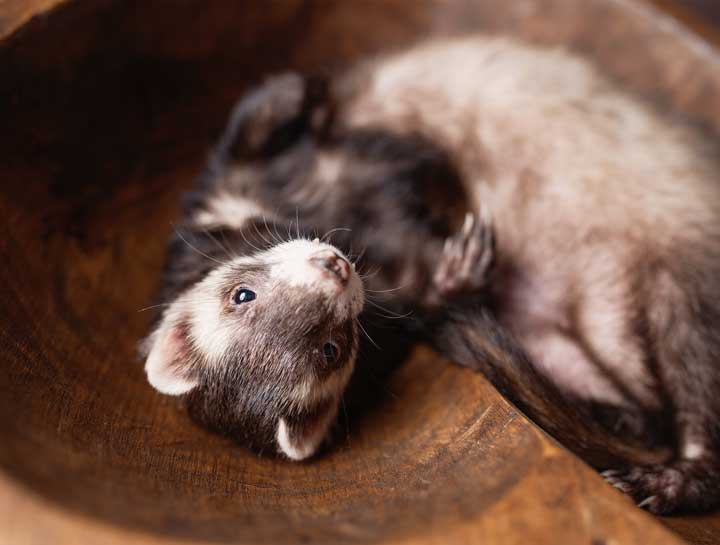 Ferret Surgery